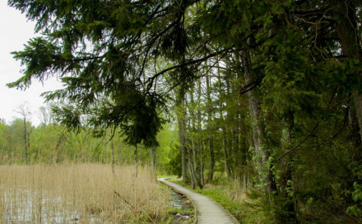 19_Giliaus ežero pažintinis takas (3).jpg